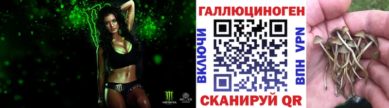 omg ONION  Новая Ладога  Псилоцибиновые грибы Psilocybe 